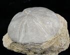 Jurassic Sea Urchin (Clypeus plotti) - England #30709-1